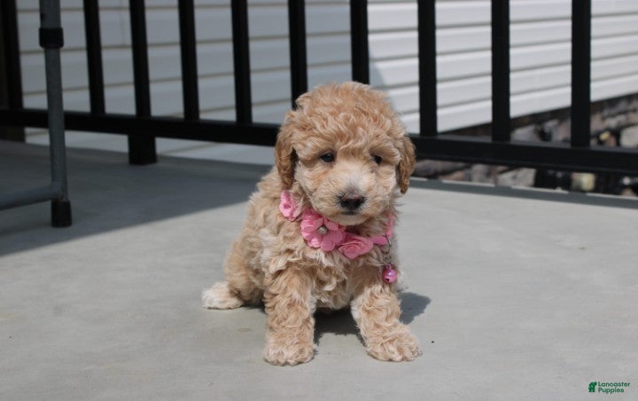 Bichpoo dogs Stella  - Ad 2