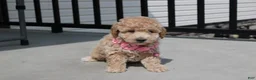 Bichpoo dogs for sale: Stella  - Ad 2