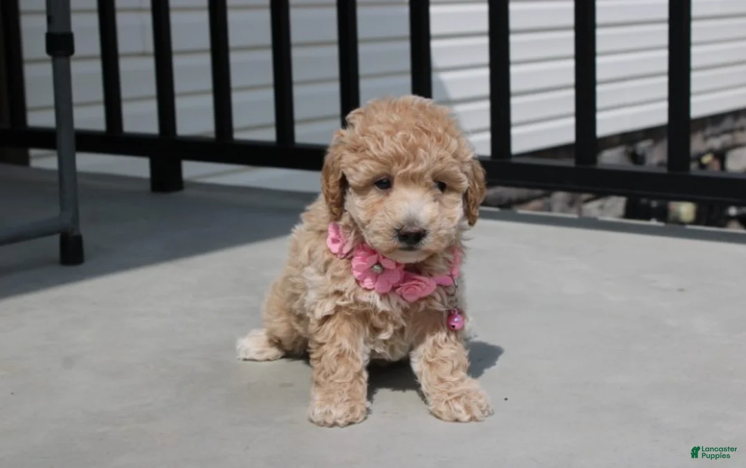 Bichpoo dogs for sale: Stella  - Ad 2