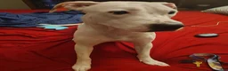 American Pit Bull Terrier dogs for sale: Purple - Ad 2