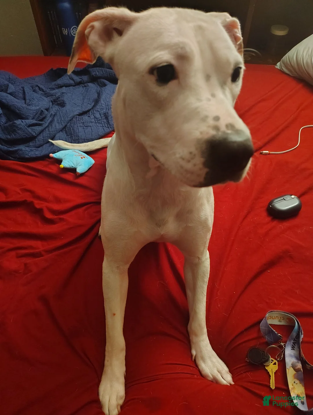American Pit Bull Terrier dogs for sale: Purple - Ad 2