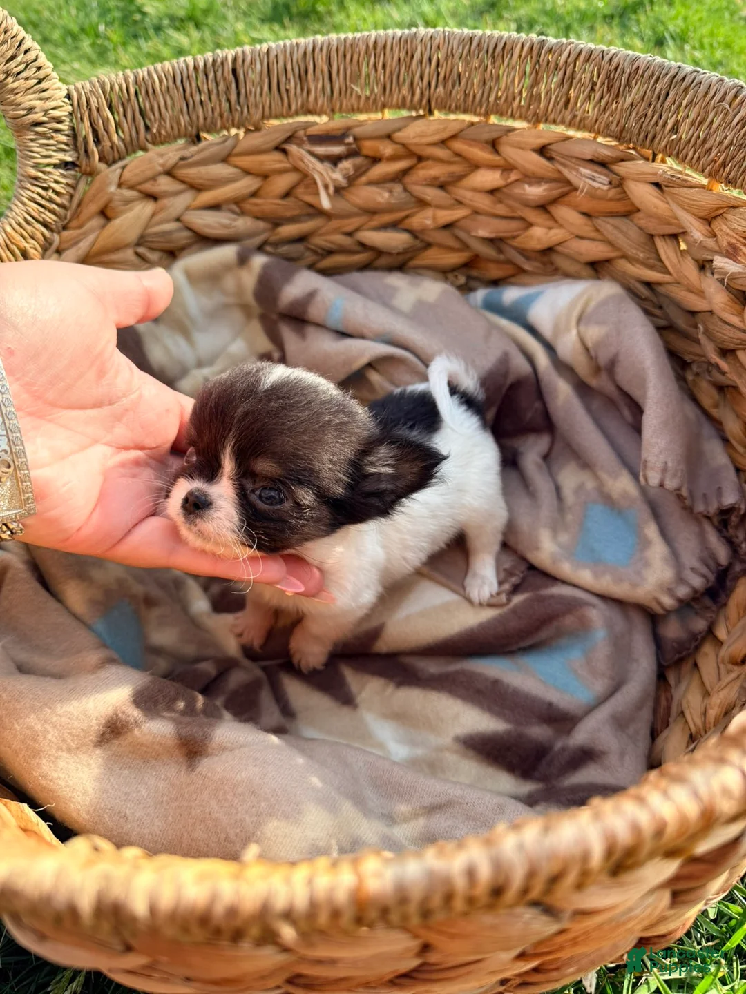 Chihuahua dogs for sale: Male  - Ad 2