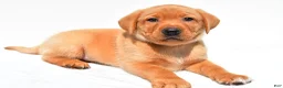 Labrador Retriever dogs for sale: Beau - Ad 6