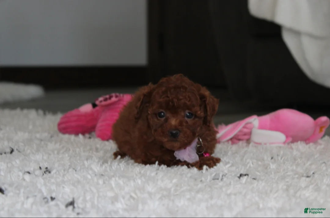 Bichpoo dogs for sale: Sugar - Ad 2