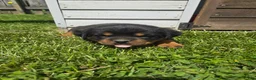 Rottweiler dogs for sale: Daisy  - Ad 2