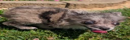 Pomeranian dogs for sale: Wingnut - Ad 9