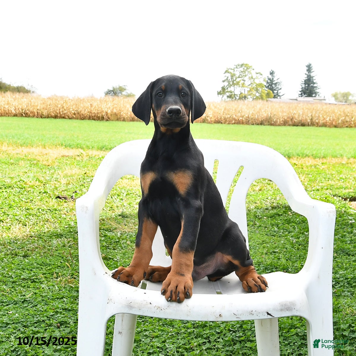 Doberman Pinscher dogs Rascal - Ad 31