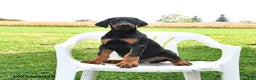 Doberman Pinscher dogs for sale: Rascal - Ad 1