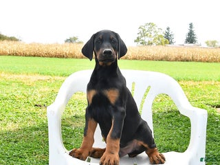 Doberman Pinscher dogs Rascal - Ad 36