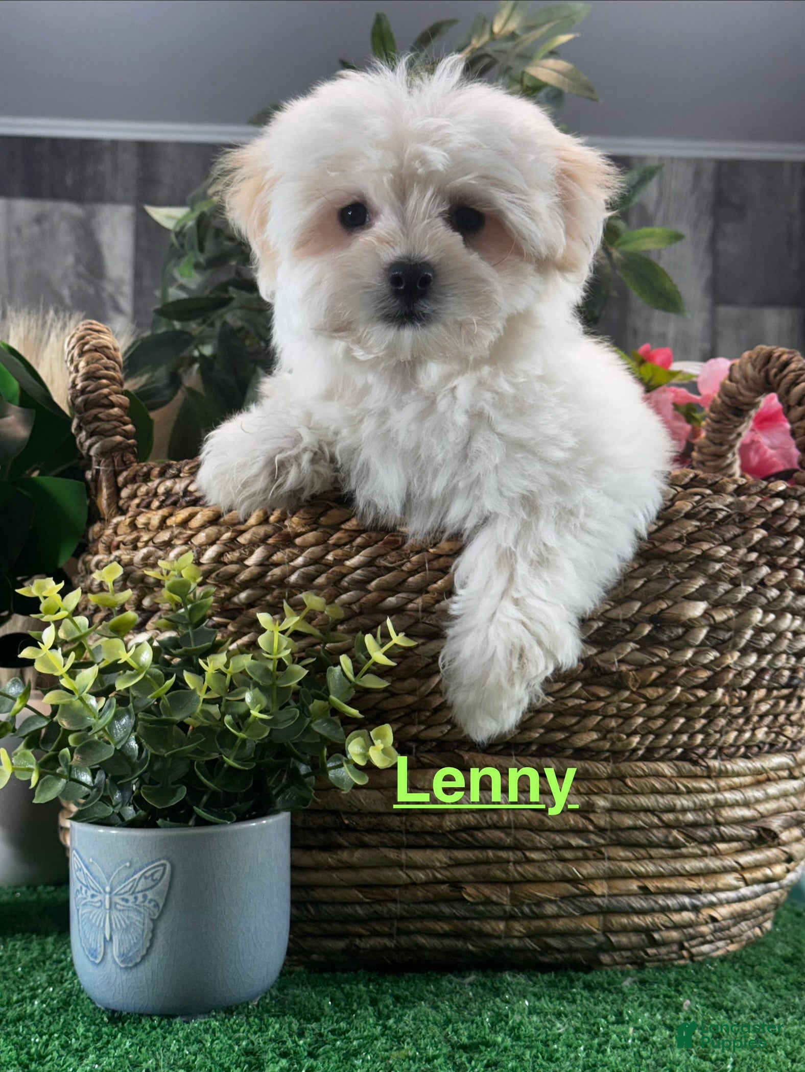 Mixed Breed dogs Lenny - Ad 12