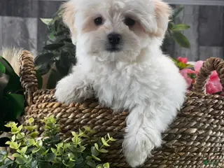 Mixed Breed dogs Lenny - Ad 12