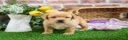 Labrador Retriever dogs for sale: Esther - Ad 4