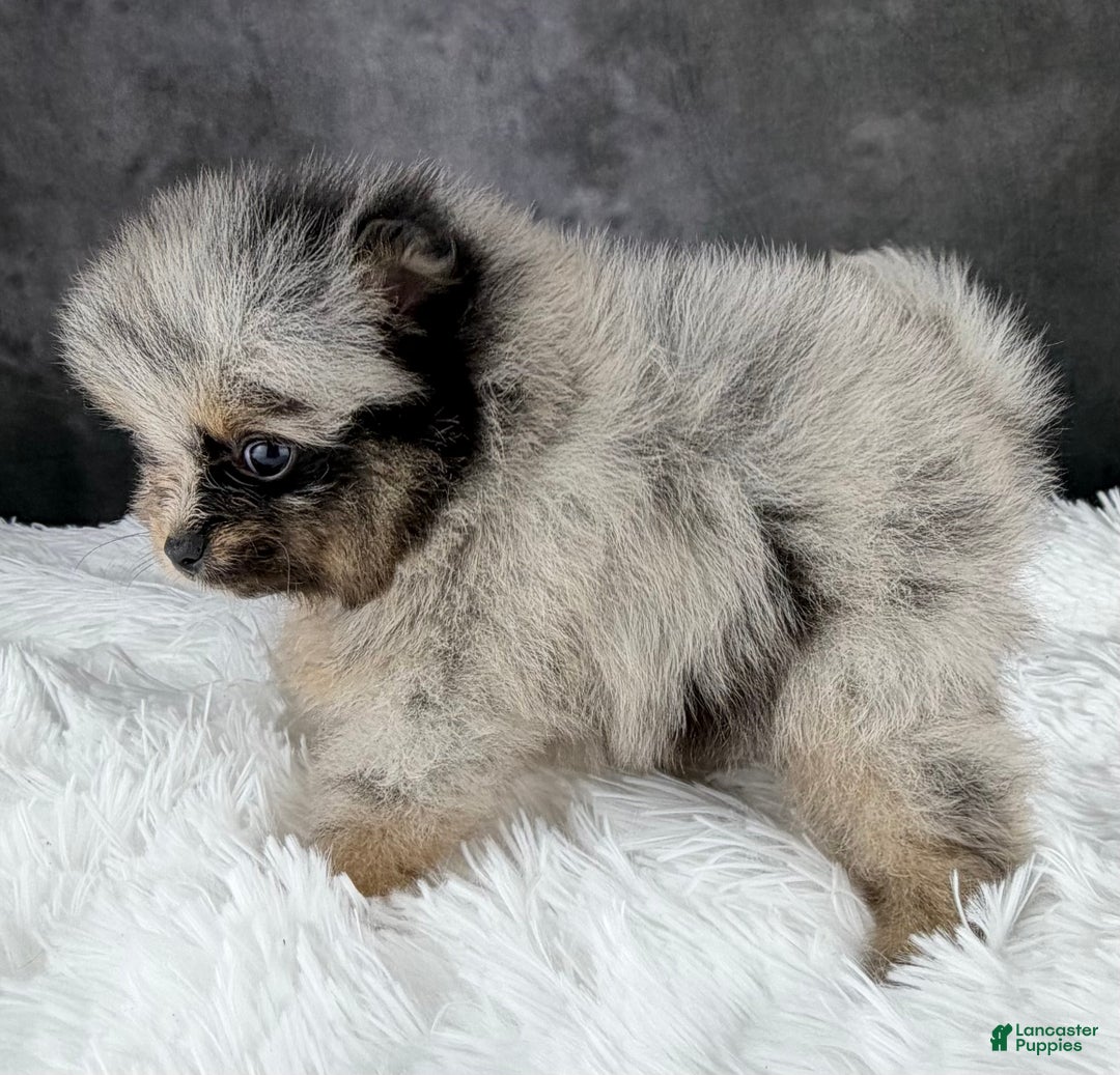 Pomeranian dogs for sale: Faith - Ad 4