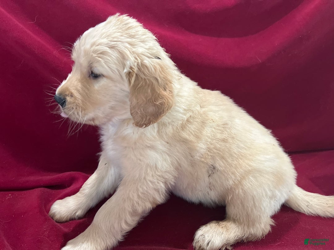 Golden Retriever dogs for sale: Golden Retriever Puppy 1 - Ad 1