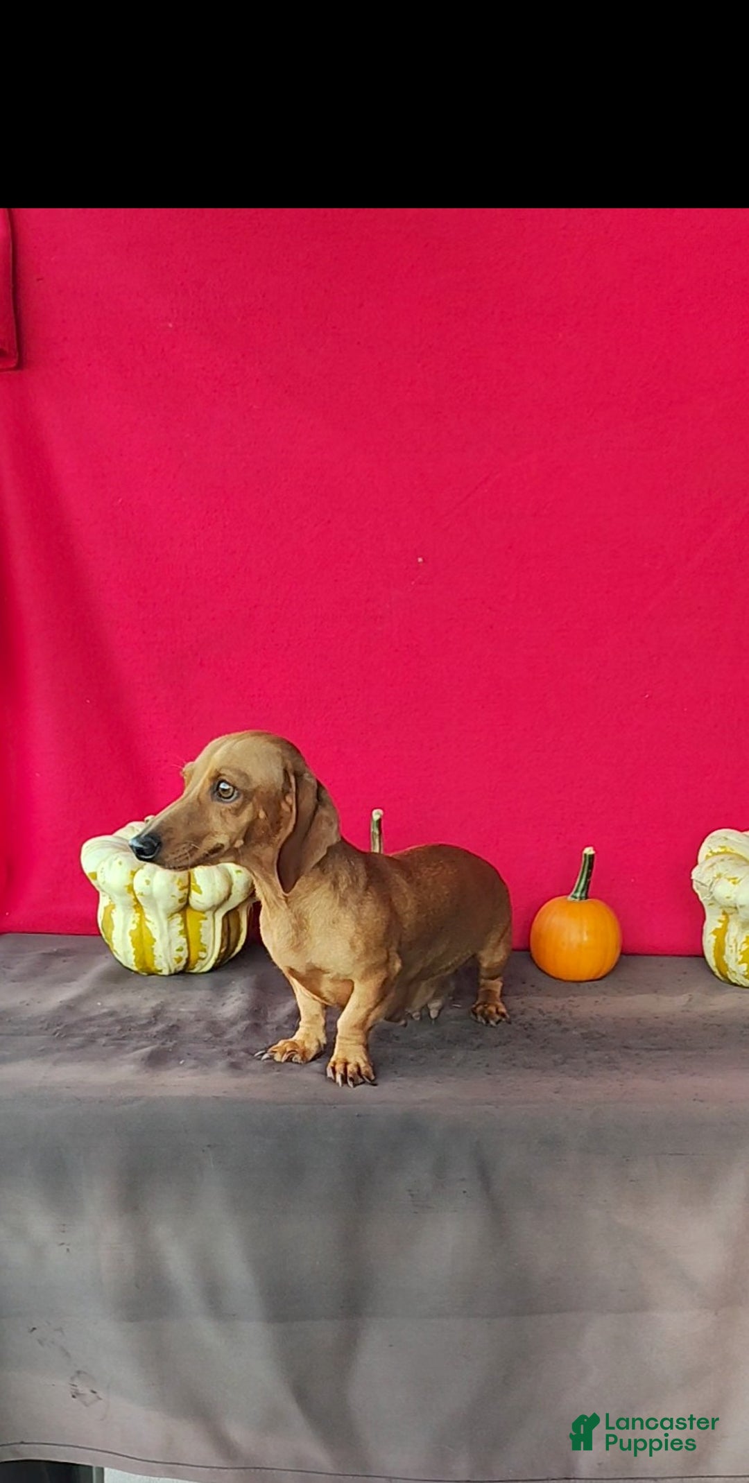 Miniature Dachshund dogs for sale: Sandra - Ad 7