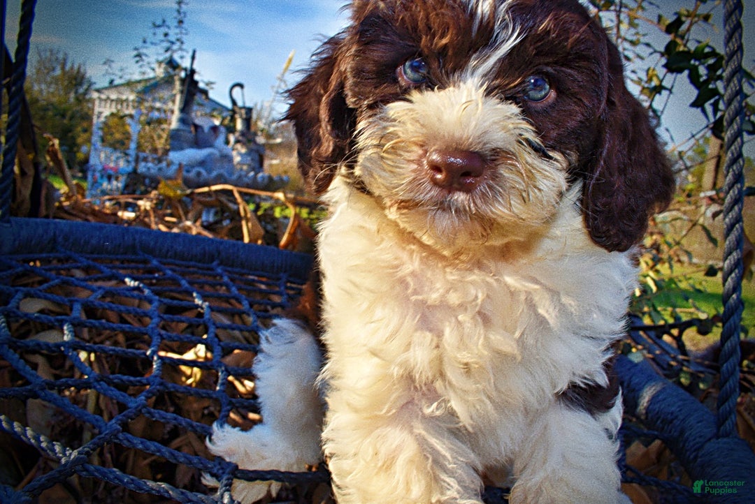 Havapoo dogs for sale: Priscilla - Ad 3