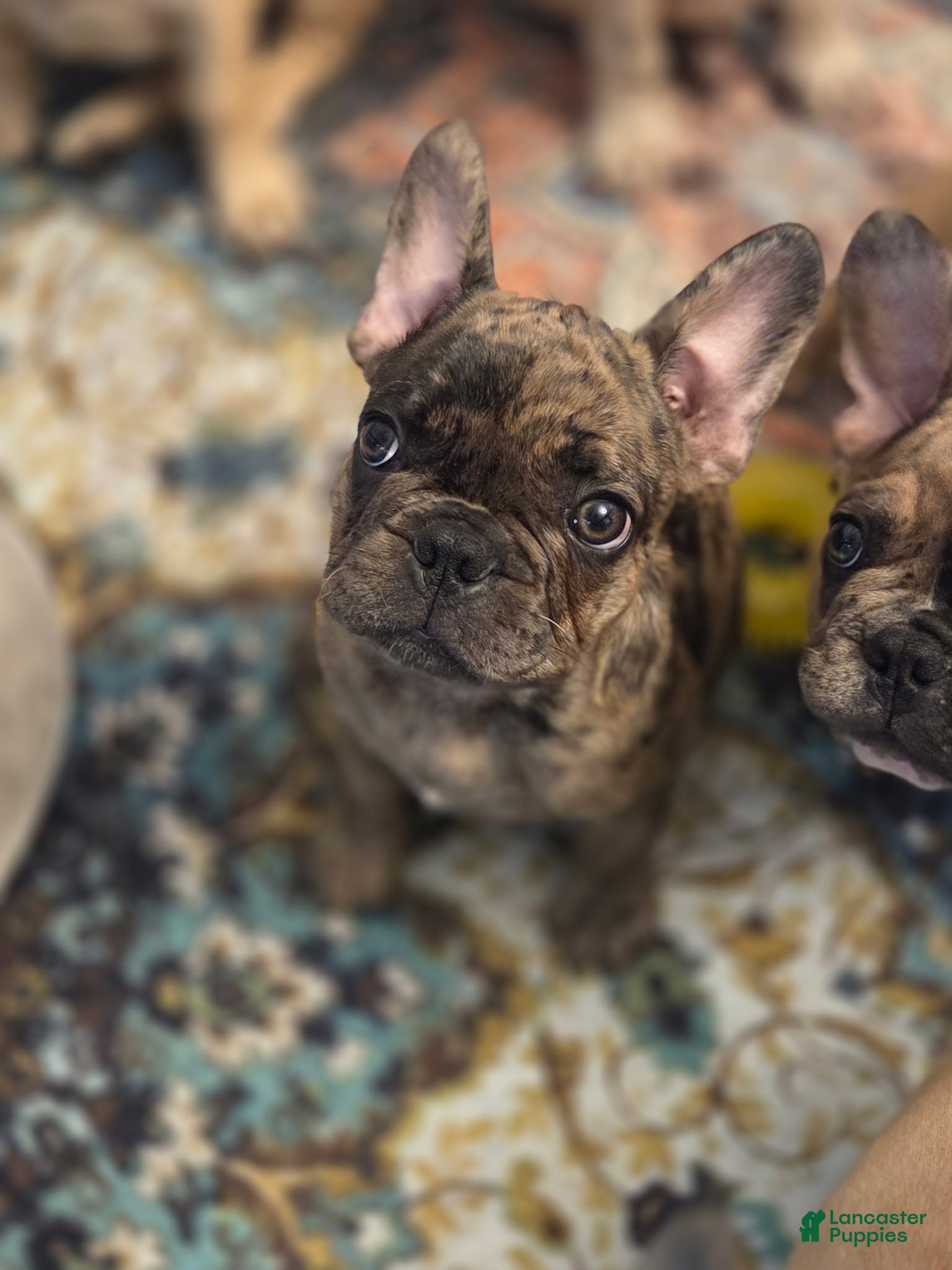 French Bulldog dogs Bean - Ad 1