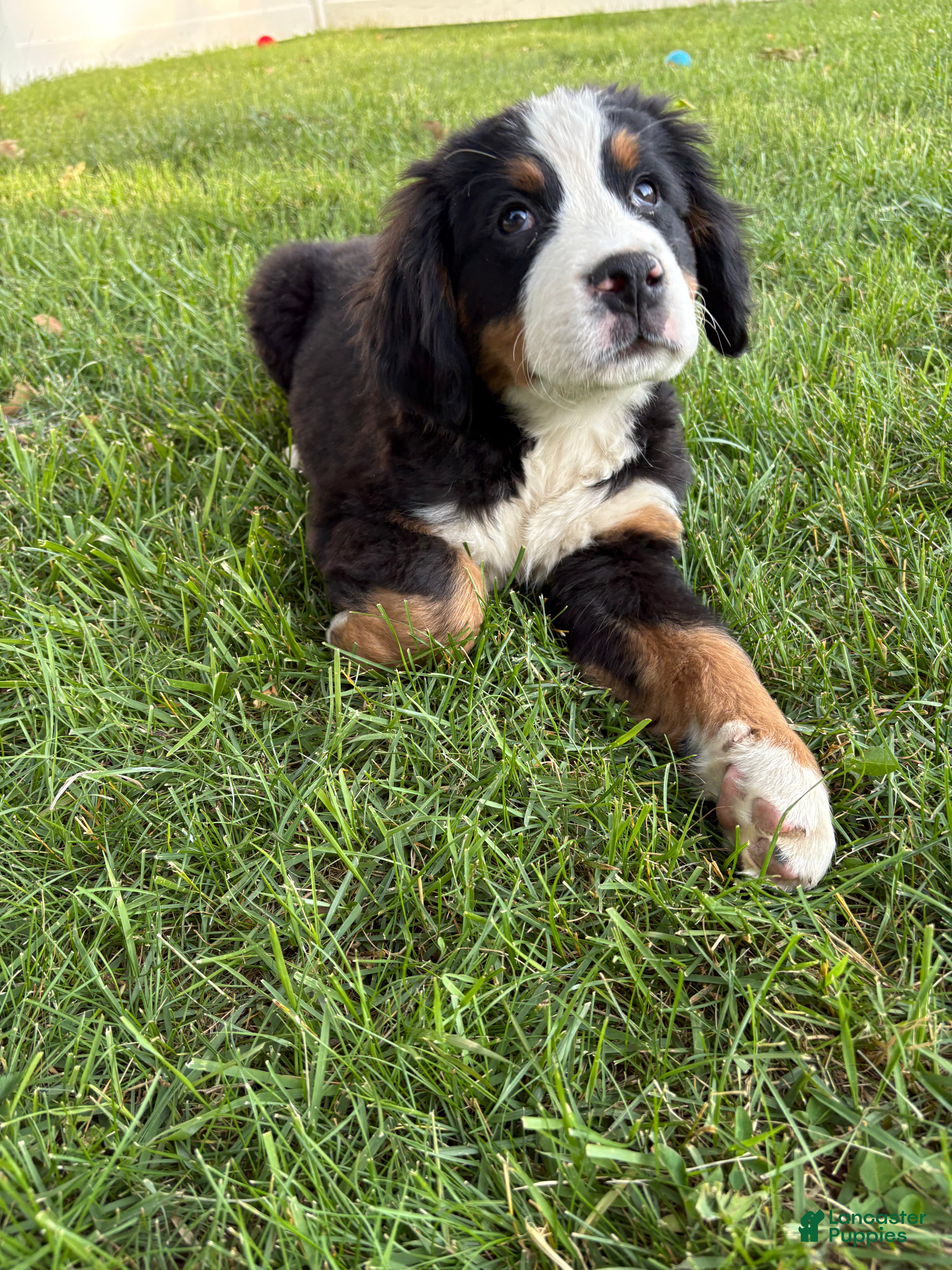 Bernese Mountain Dog dogs for sale: Shamrock  - Ad 3