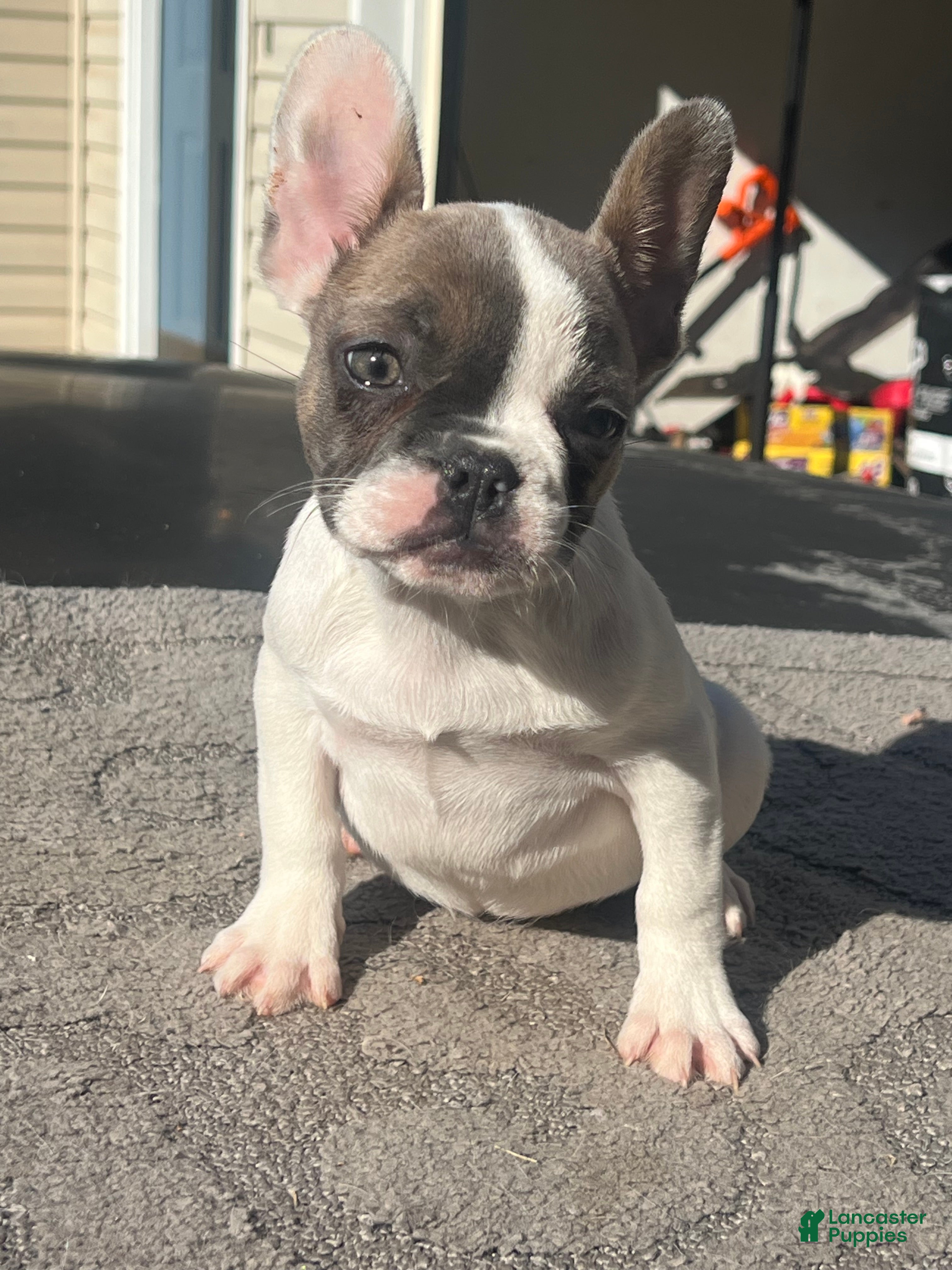 French Bulldog dogs French Bulldog Puppy 3 - Ad 21