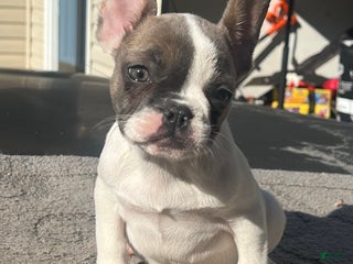 French Bulldog dogs French Bulldog Puppy 3 - Ad 21
