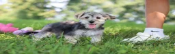 Morkie dogs for sale: Levi - Ad 10