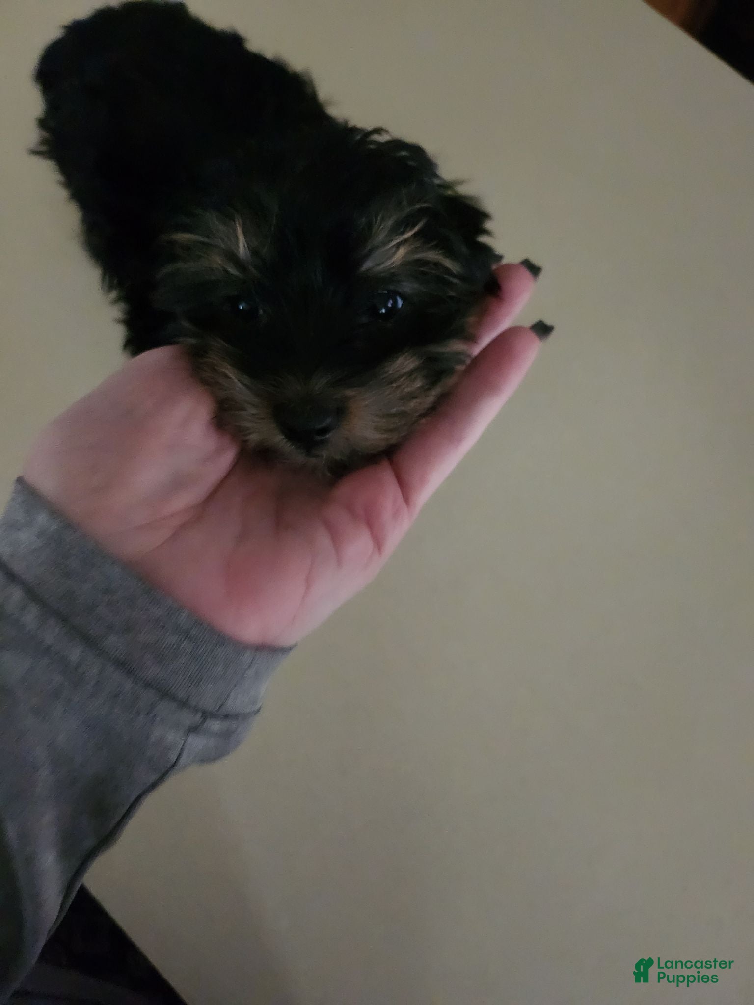 Morkie dogs Fudge - Ad 4