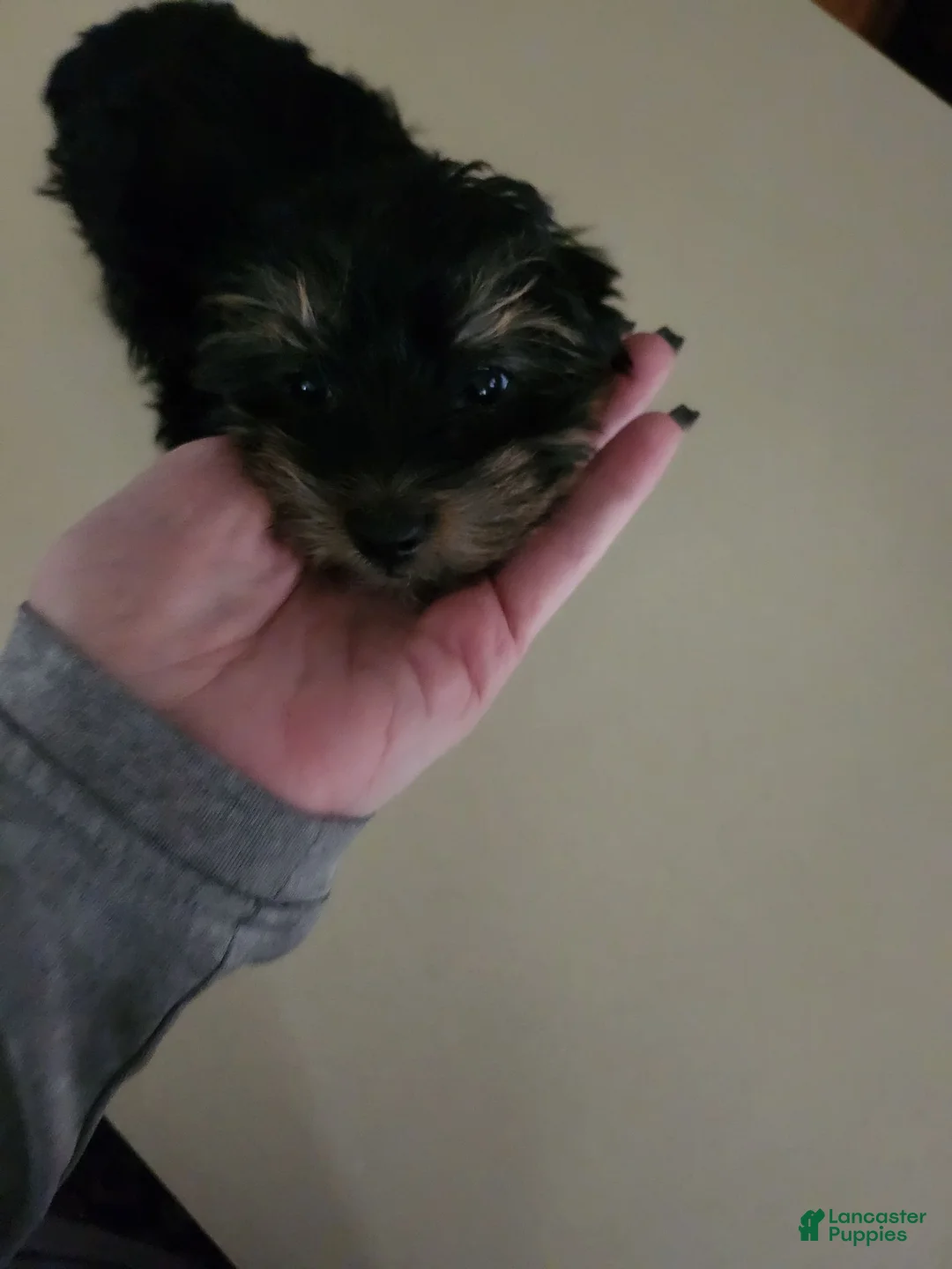 Morkie dogs for sale: Fudge - Ad 1