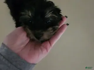 Morkie dogs Fudge - Ad 4