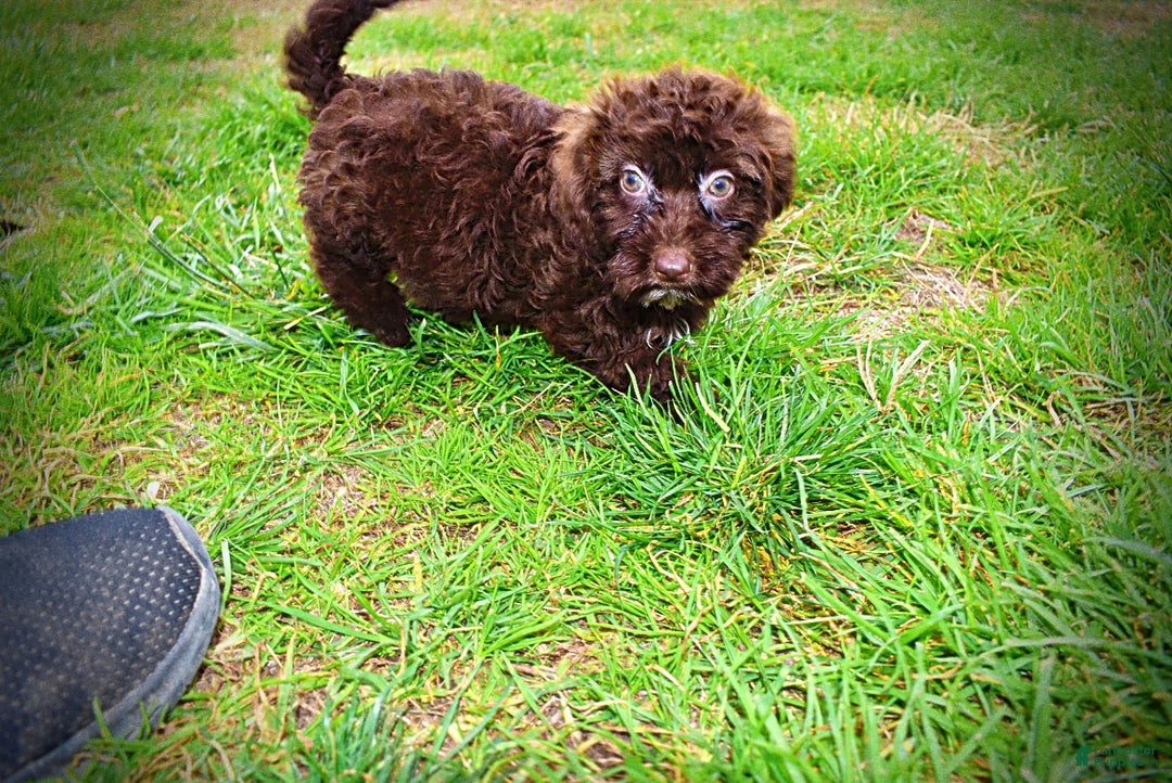 Havapoo dogs for sale: Lady - Ad 17