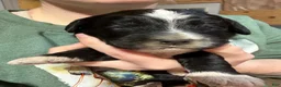 Mixed Breed dogs for sale: Light pink collar girl  - Ad 6