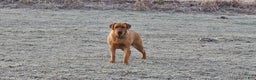Labrador Retriever dogs for sale: Riley - Ad 3