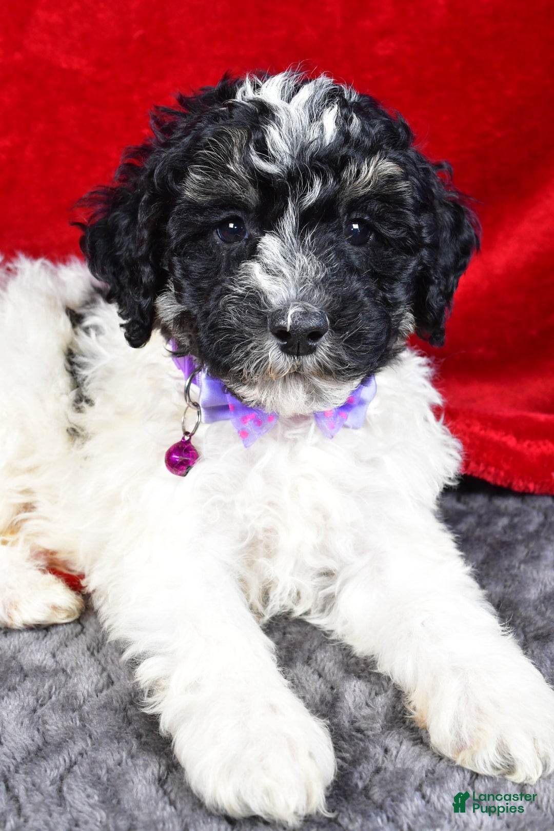 Miniature Poodle dogs for sale: Ernest - Ad 6