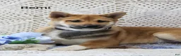 Shiba Inu dogs for sale: Remi - Ad 2