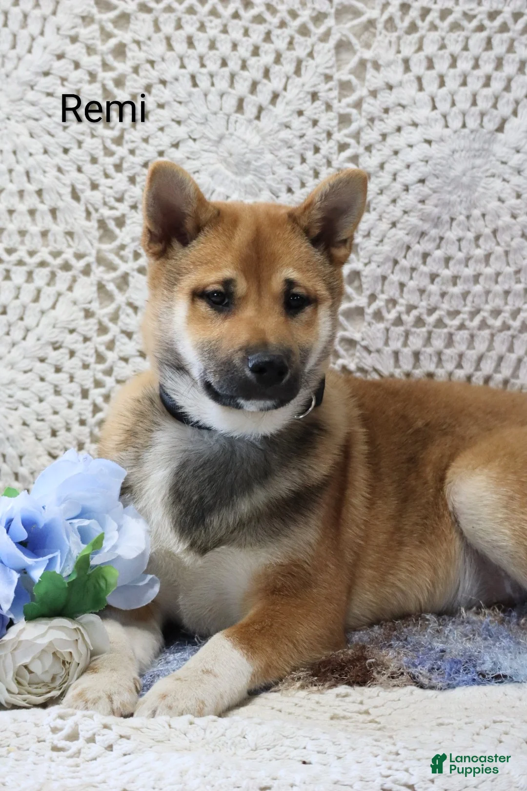 Shiba Inu dogs for sale: Remi - Ad 2