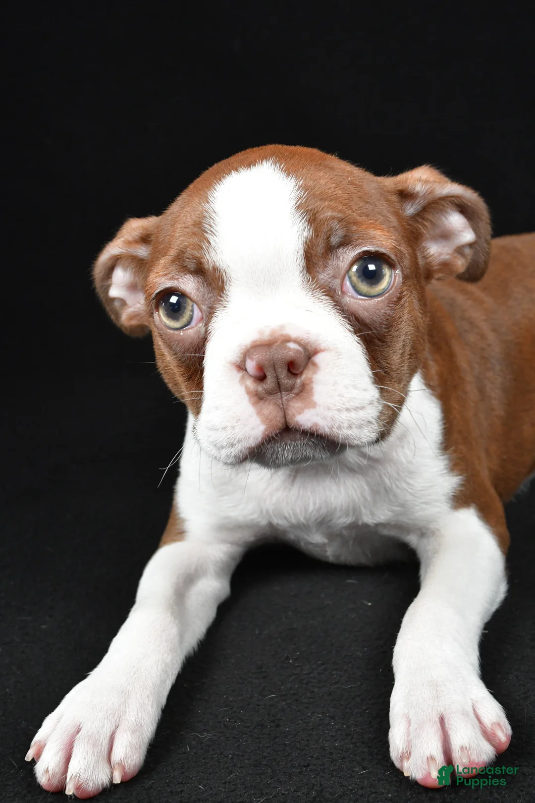 Boston Terrier dogs for sale: Gracie - Ad 2