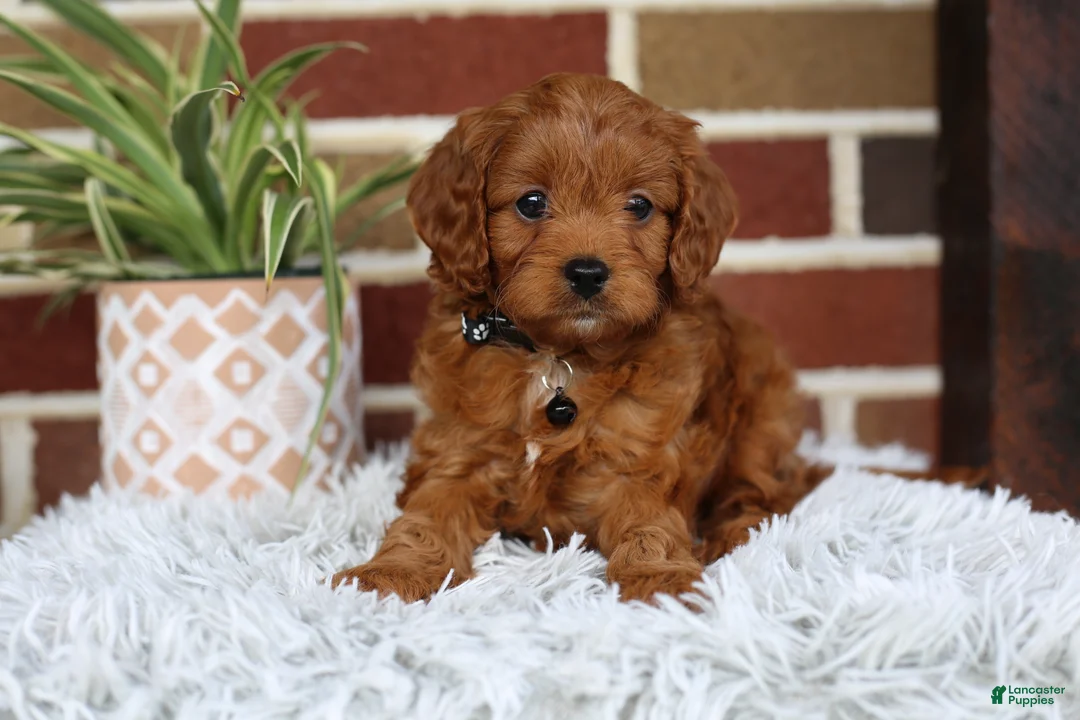 Cavapoo dogs for sale: Everest - Ad 1