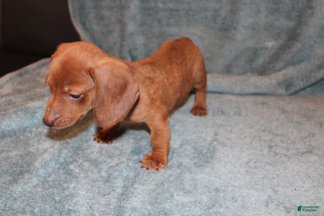 Miniature Dachshund dogs for sale: Bob Mini  - Ad 8