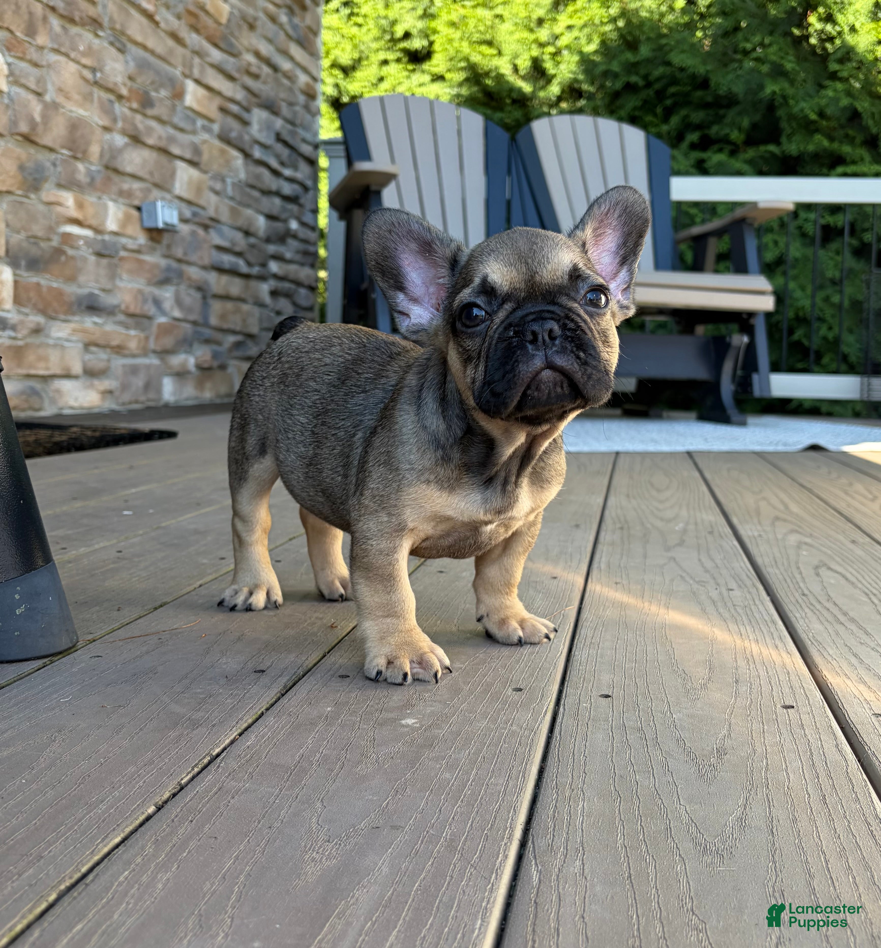 French Bulldog dogs Carson - Ad 2