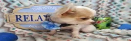 Chihuahua dogs for sale: Carrusso - Ad 4