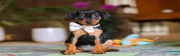 Miniature Pinscher dogs for sale: Zoe - Ad 5