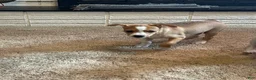 Rat Terrier dogs for sale: Thomas - Ad 9