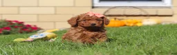 Mini Goldendoodle dogs for sale: Sadie - Ad 5