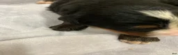 Bernese Mountain Dog dogs for sale: Bruiser - Ad 7