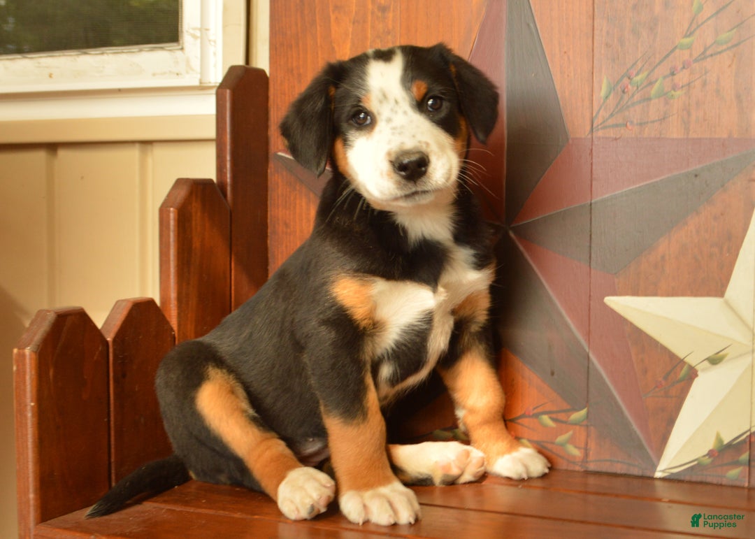 Greater Swiss Mountain Dog dogs for sale: Gloria - Ad 4