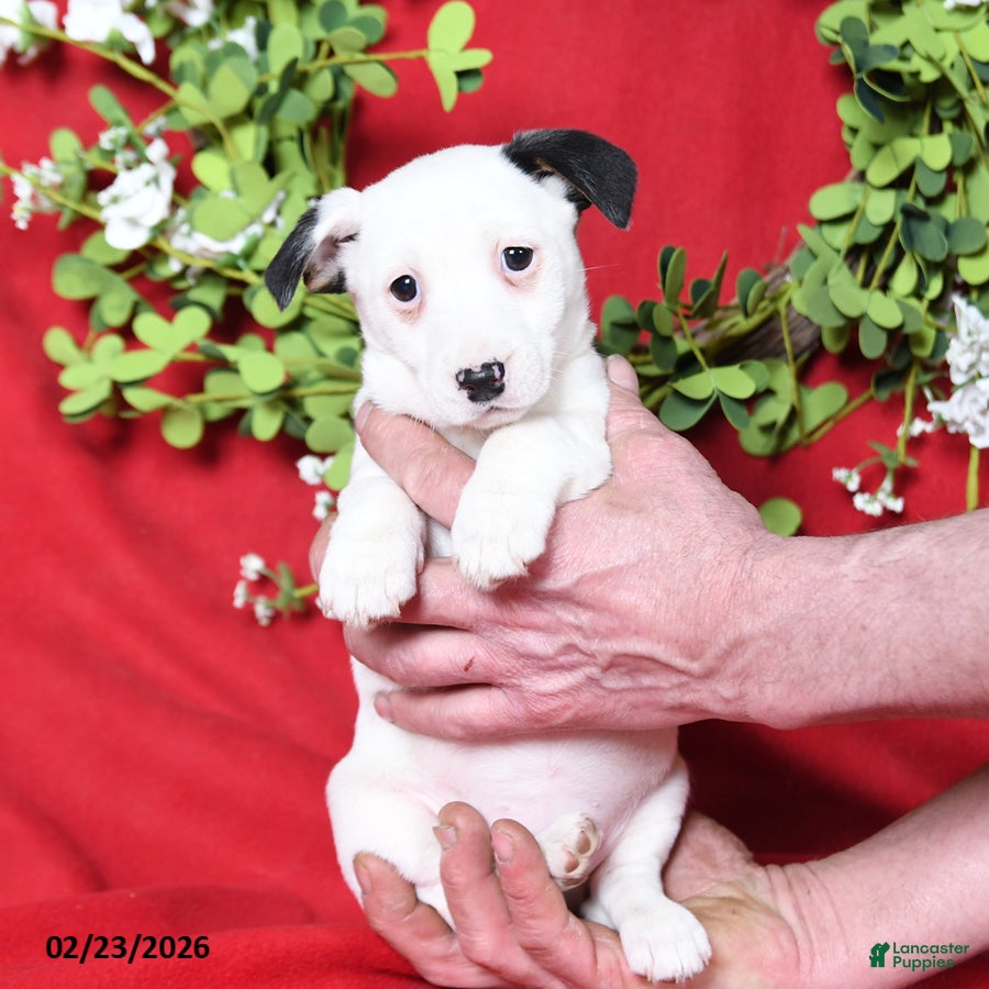 Jack Russell Terrier dogs Minnie - Ad 2