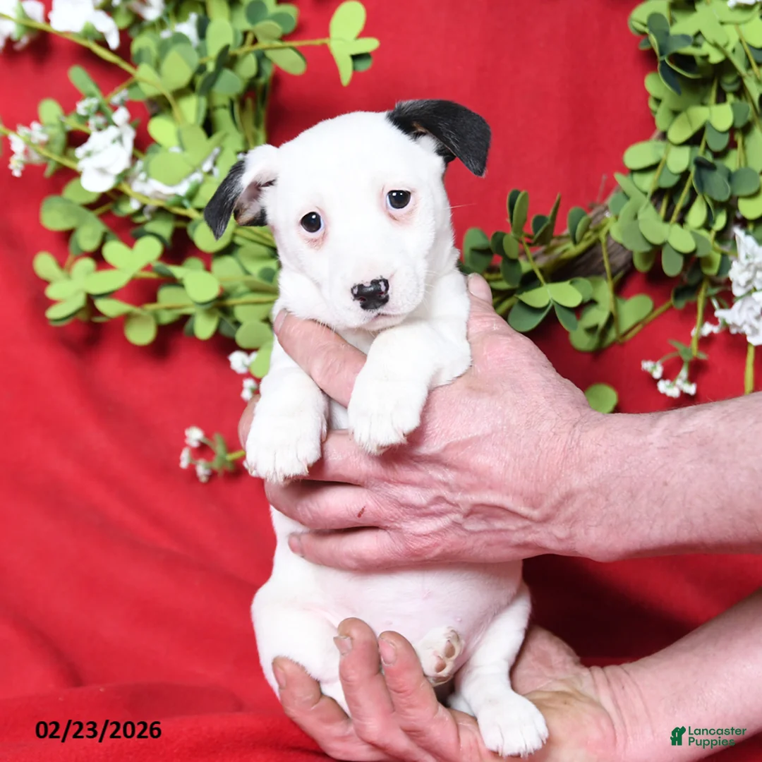 Jack Russell Terrier dogs for sale: Minnie - Ad 2