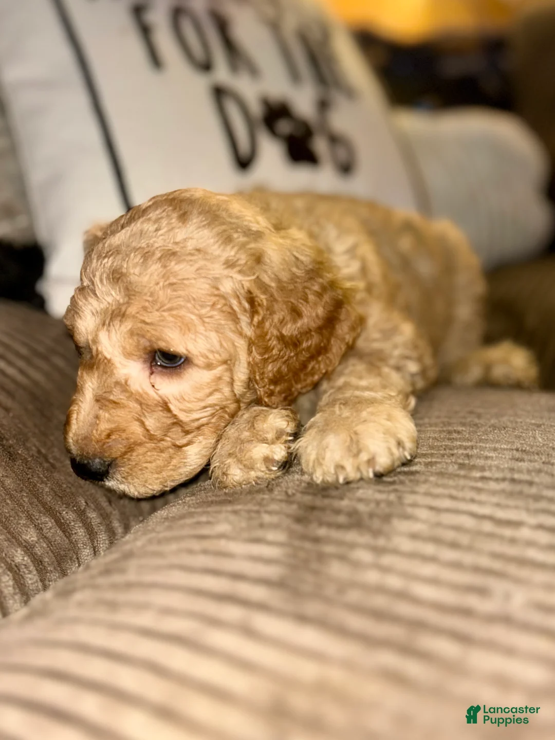Goldendoodle dogs for sale: Miller - Navy Collar  - Ad 2