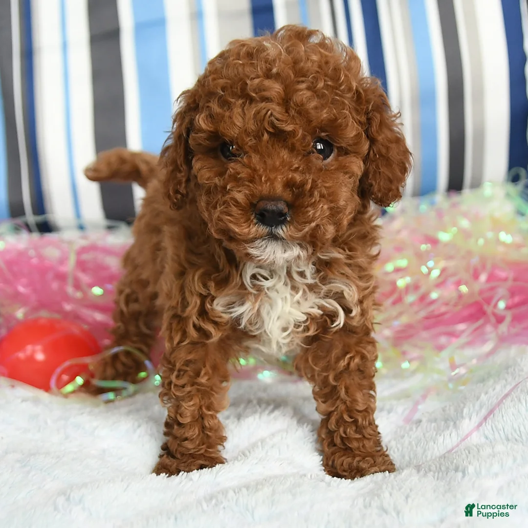 Miniature Poodle dogs for sale: Cupcake - Ad 2
