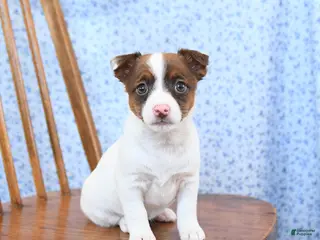 Jack Russell Terrier dogs Mocha - Ad 31