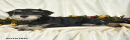Miniature Schnauzer dogs for sale: Gavin - Ad 9